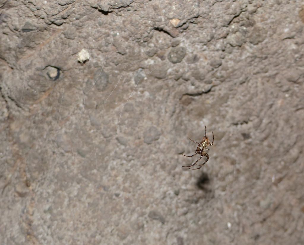 Colonia di Metellina Merianae a Roma